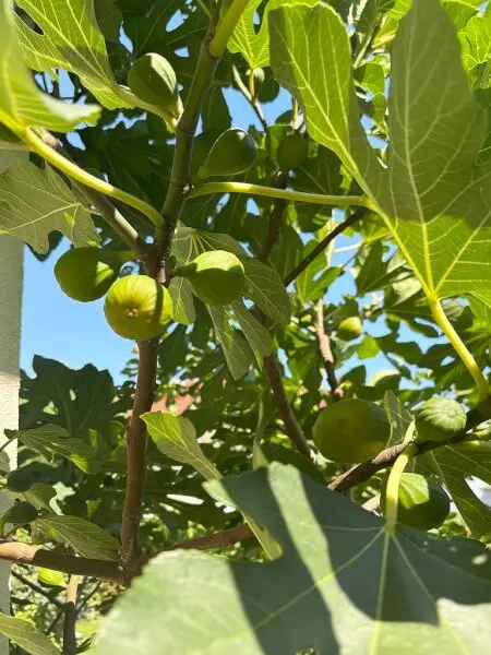 Sonnige großzügige Doppelhaushälfte - 5 Zimmer - toller Garten