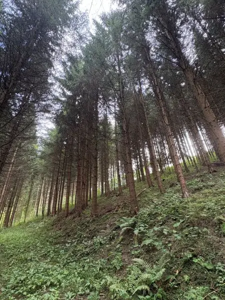 Wald