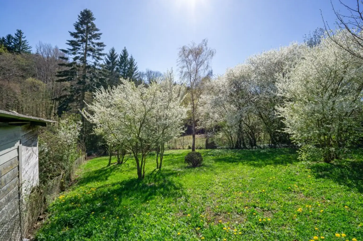 Grünlandanteil nach Süden mit Obstbäumen