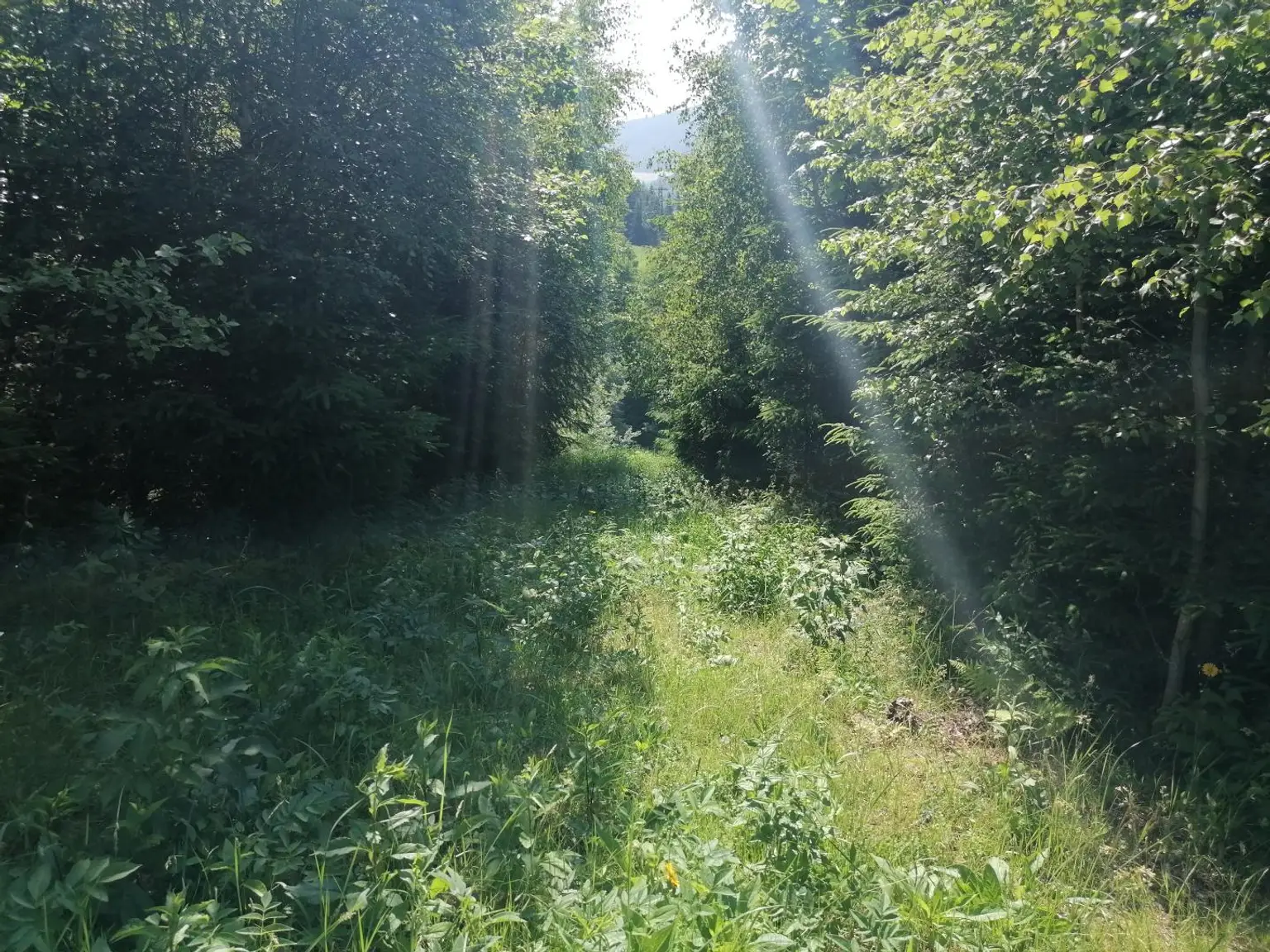 Wald in Steinhaus