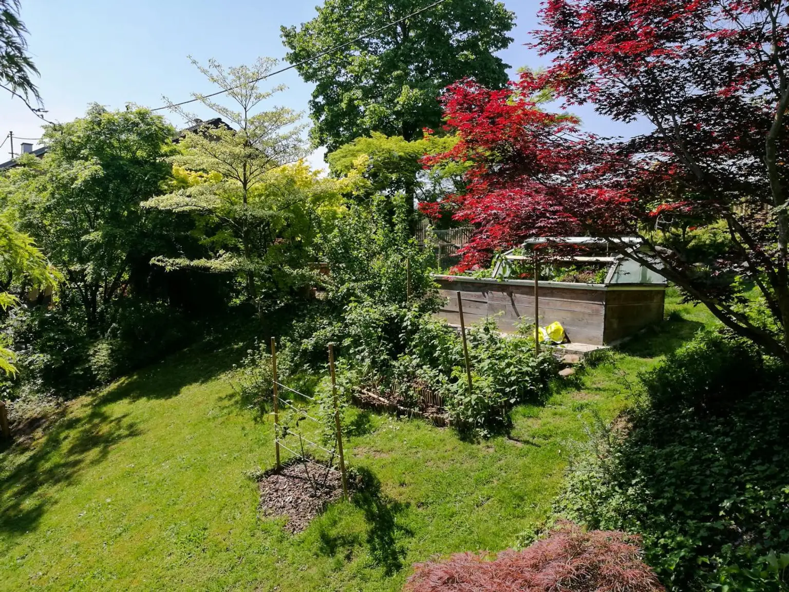 Gartenfotos | Sommer