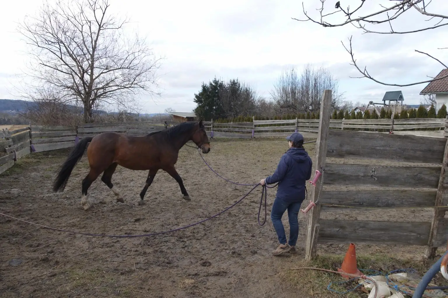 Training im Roundpen
