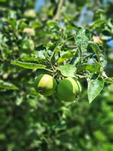 Familienglück! Idyllisch gelegenes Wohnhaus mit tollem Garten am Hauersteig
