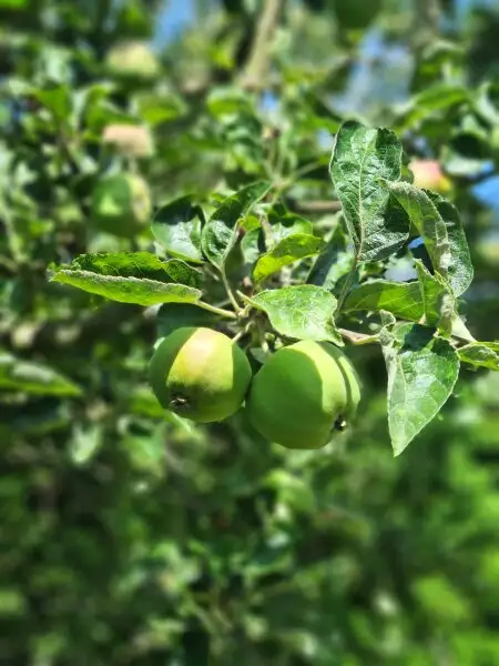 Familienglück! Idyllisch gelegenes Wohnhaus mit tollem Garten am Hauersteig
