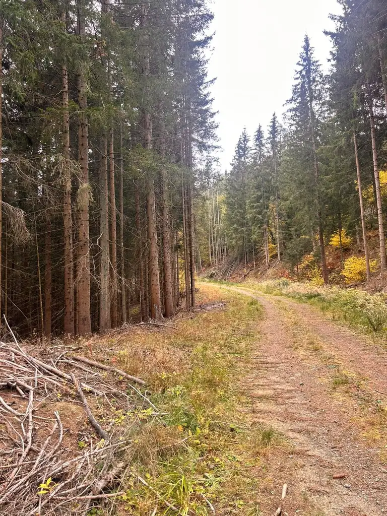 Traumhaftes Waldgrundstück in Kleinlobming – 35.970 m² mit sehr guter Zufahrt!