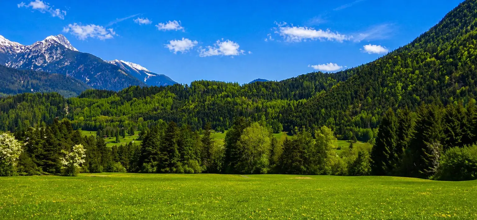 Wald
