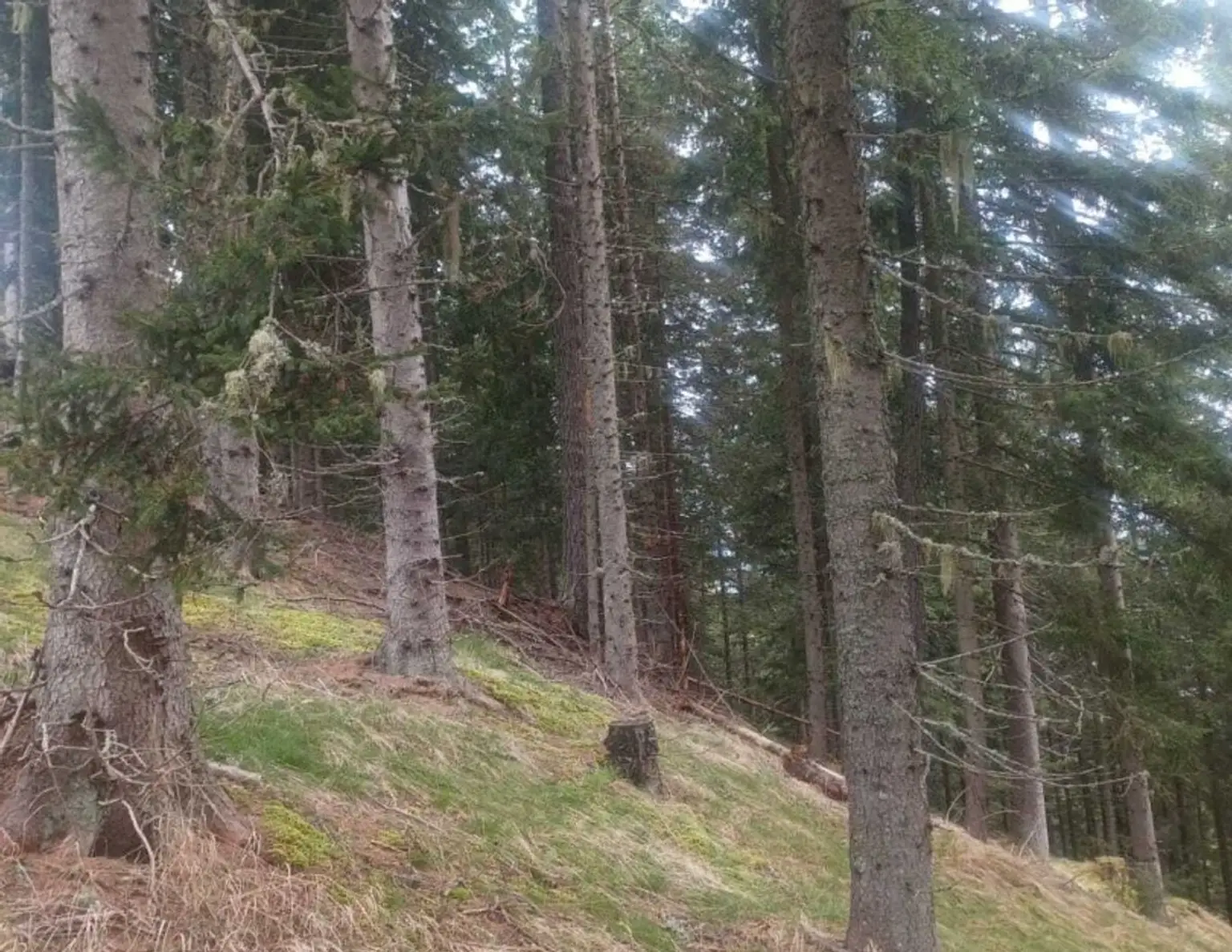 Waldgrundstück zu verkaufen!