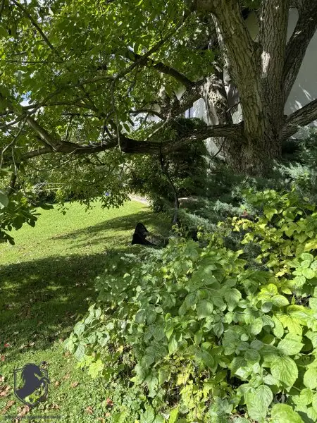Einfamilienhaus mit großem Keller und traumhaftem Wald-Blick