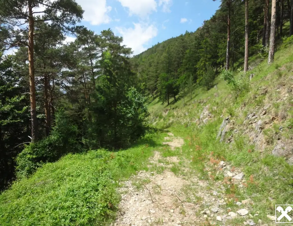 GUT ERSCHLOSSENER WALD, ZUR NACHHALTIGEN NUTZUNG UND ANLAGEZWECKEN!