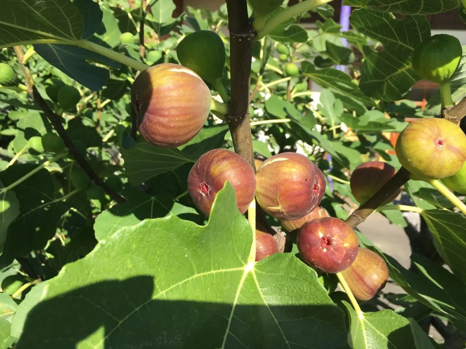Eigenes Obst