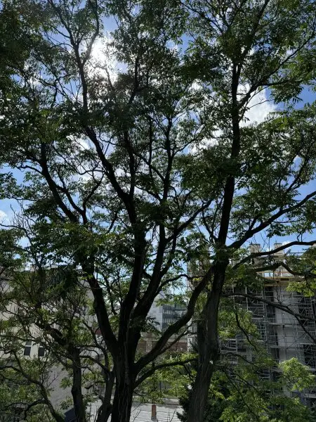 Moderne 3-Zimmer-Wohnung mit bewilligtem Balkon im Herzen des 9. Bezirks