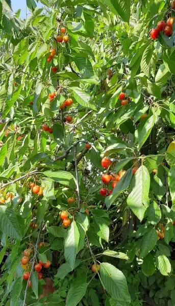 Selbstversorger Hof für die ganze Familie in ruhiger Lage und tollem Fernblick!