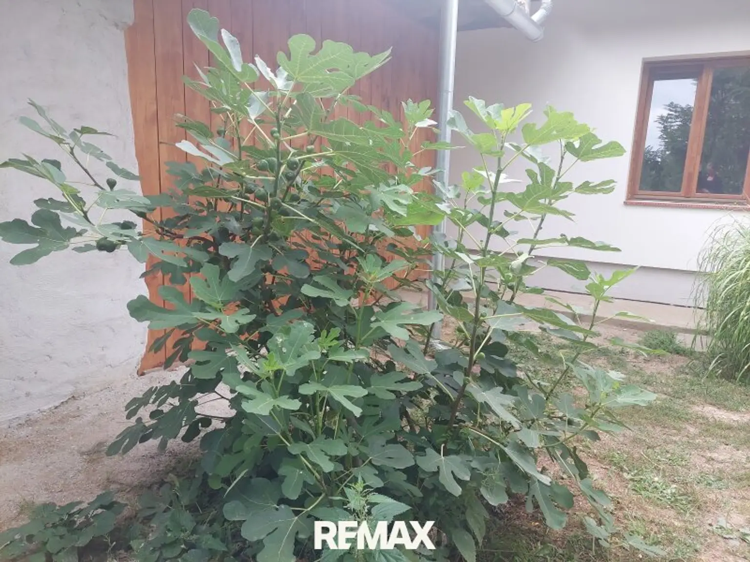 ein Feigenbaum