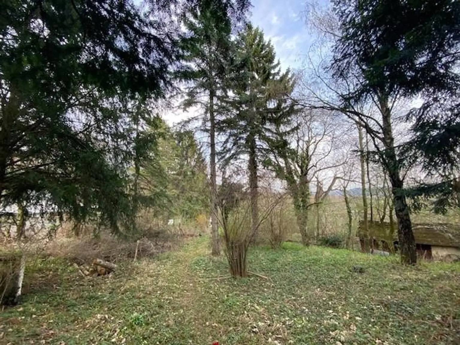 Grünland mit Altbaumbestand