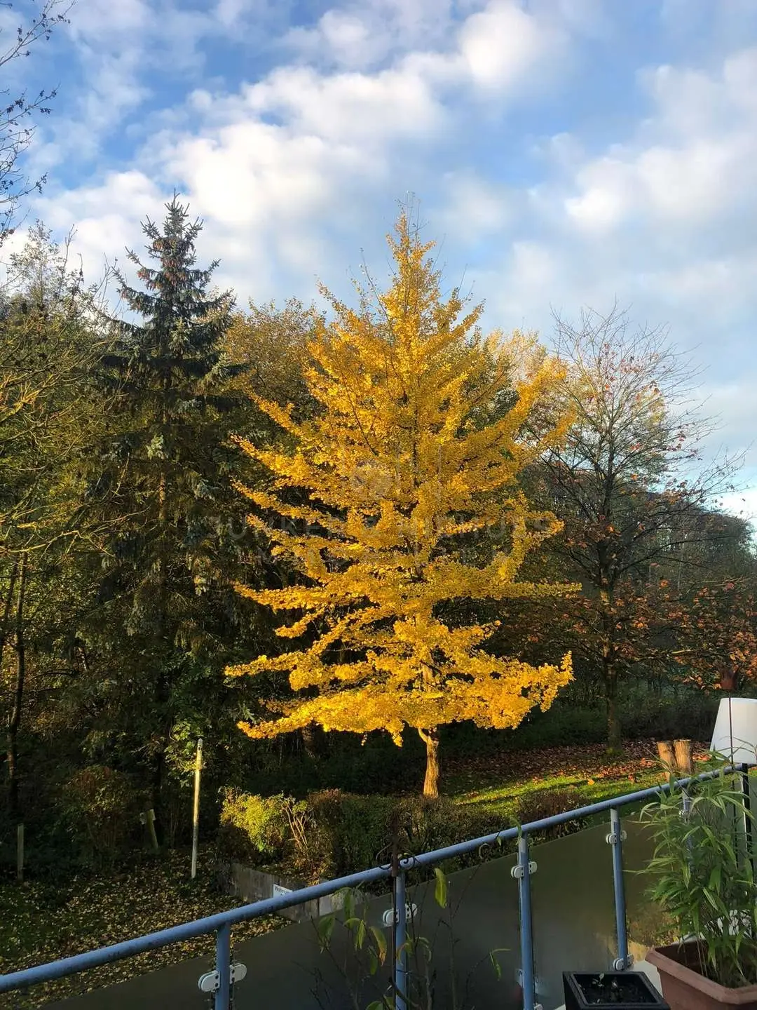 Blick in den Wald