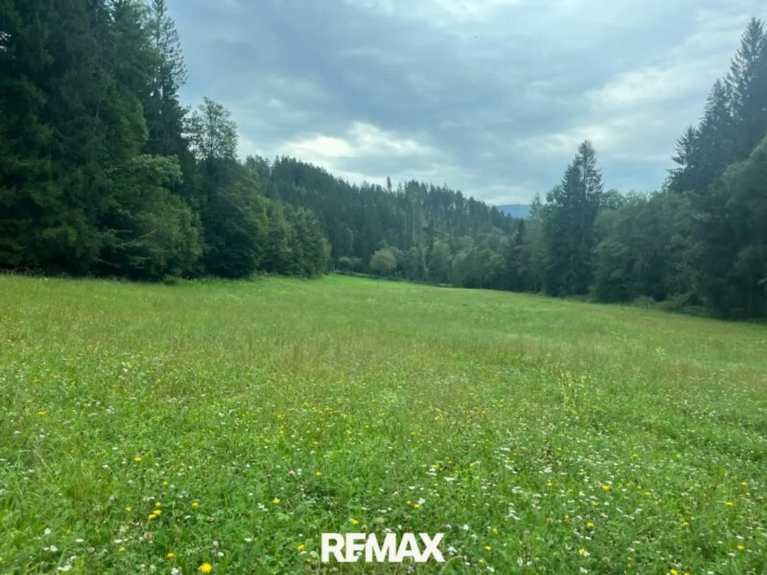 Wiesenfläche