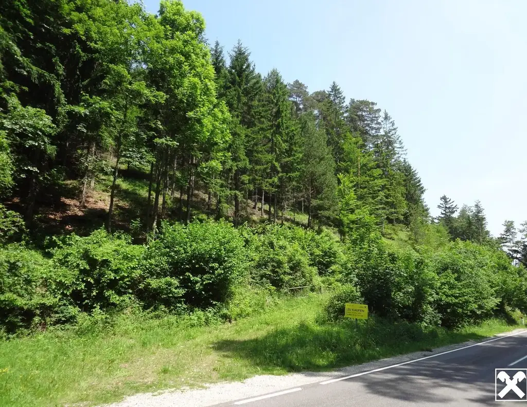 GUT ERSCHLOSSENER WALD, ZUR NACHHALTIGEN NUTZUNG UND ANLAGEZWECKEN!