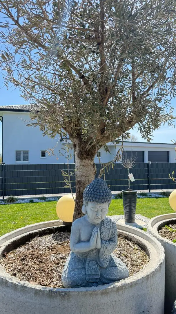 Olivenbaum