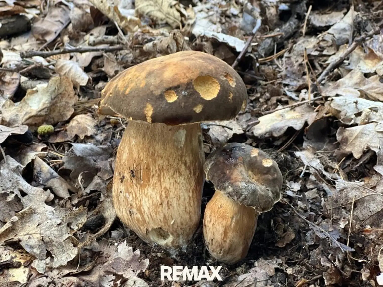 Steinpilz