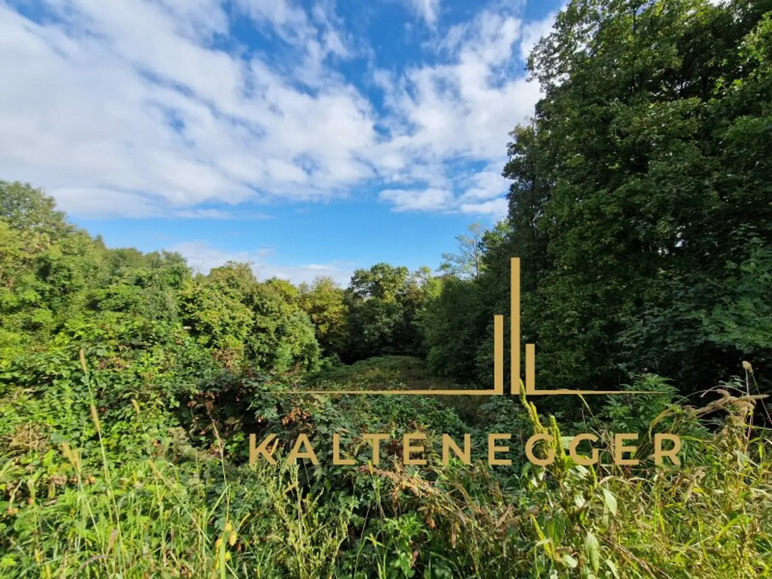 Blick auf das Grundstück (gerodete Baufläche 863 m² und dahinter Wald ca. 2414 m²) von der Straße aus