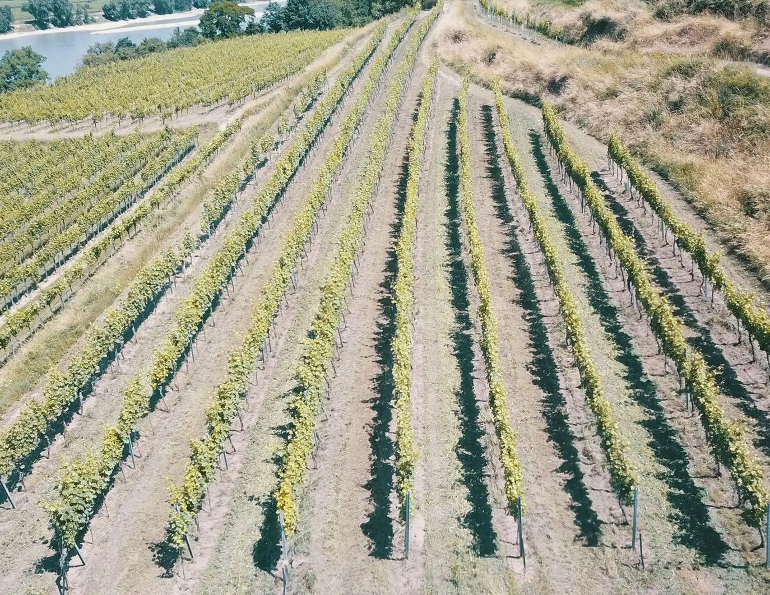Wachau Weingarten in Top Lage