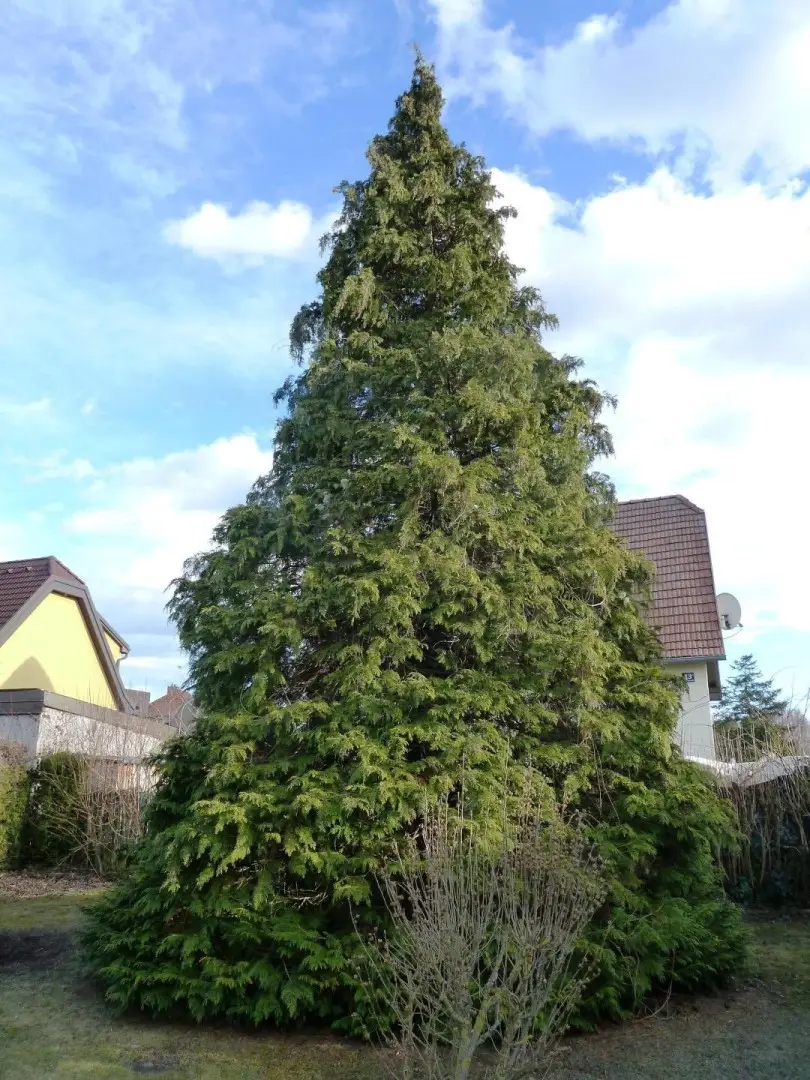 12 DHH 2000 Stockerau