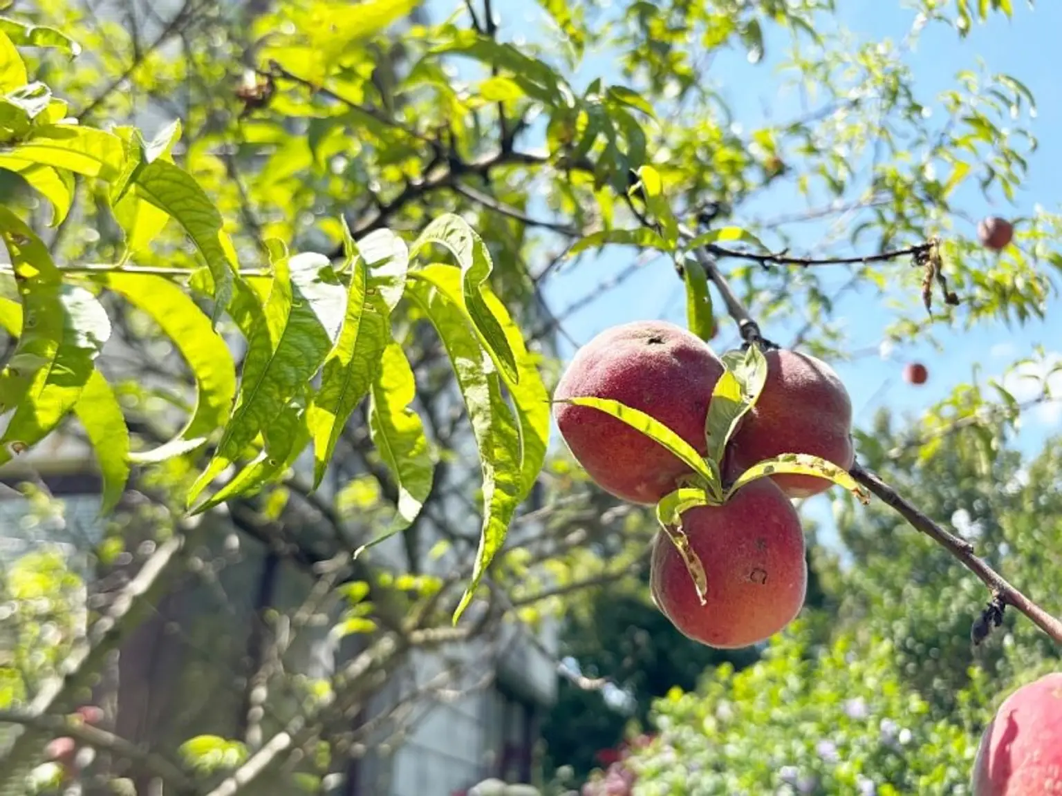 GARTENPARADIES MIT EINFAMILIENHAUS-FLAIR!