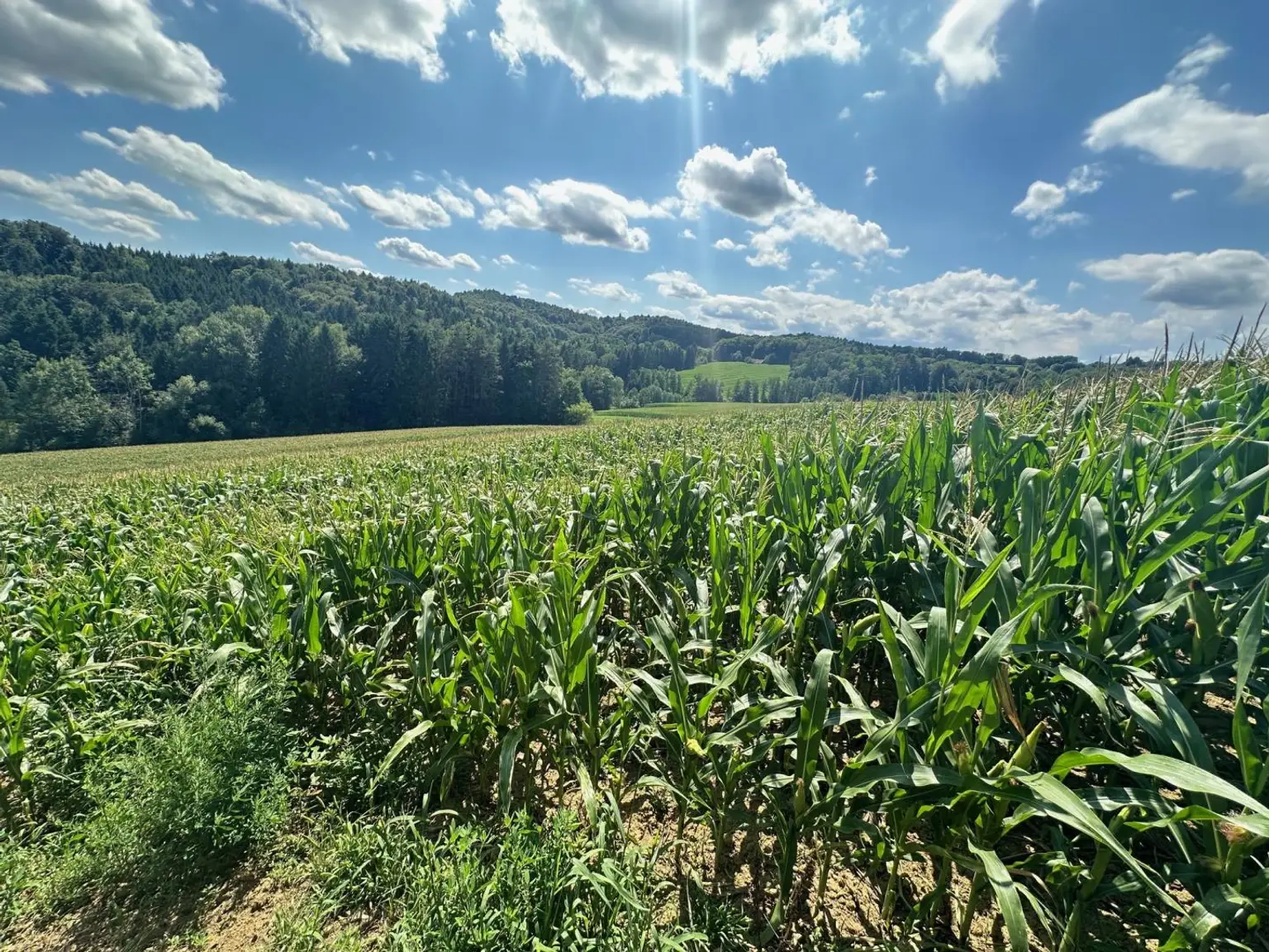 Natur Pur - Landwirtschaft mit Kellerstöckl