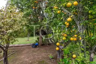 Haus-Icod-de-Los-Vinos-xxx-Teneriffa-38