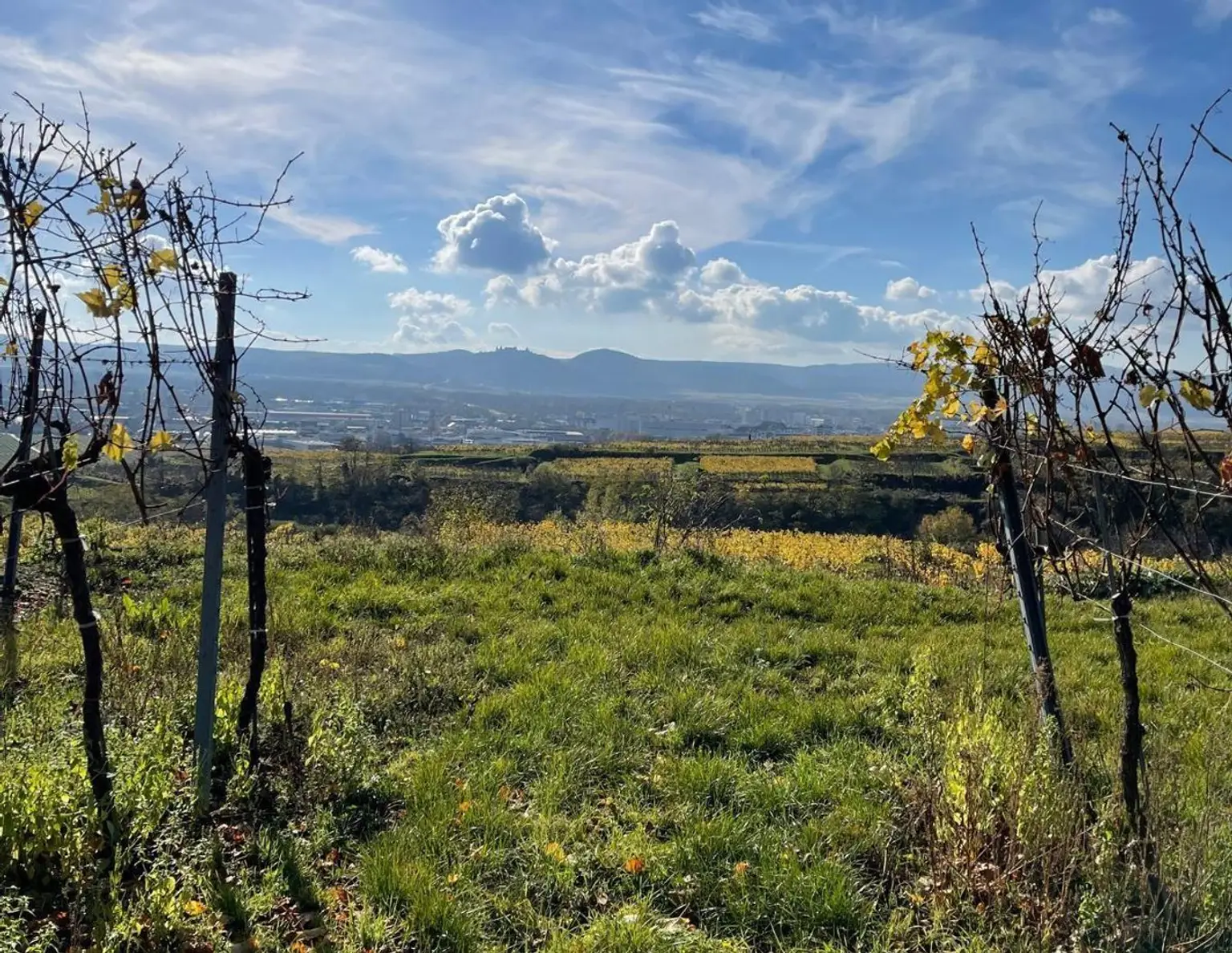 WEINGARTEN IN AUSSICHTSLAGE - WEINGARTEN, LANDWIRTSCHAFTLICHE FLÄCHEN - KEIN BAUGRUNDSTÜCK!