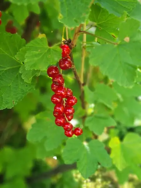 Familienglück! Idyllisch gelegenes Wohnhaus mit tollem Garten am Hauersteig