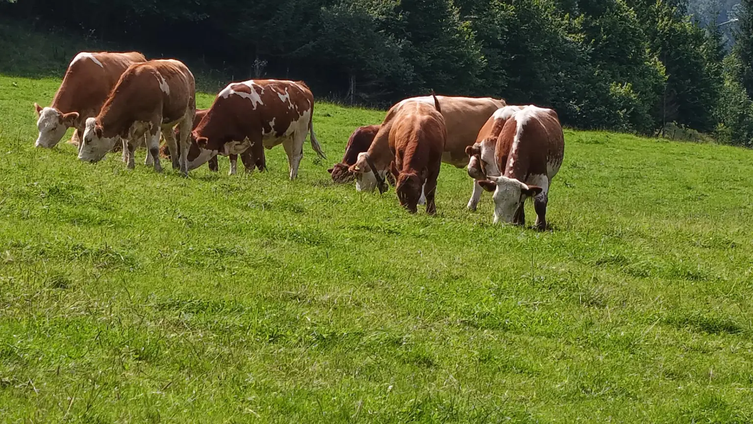 "Hof zur Steinwänd" Gasthof und Bauernhof mit Fremdenzimmern - Wald und Wiesen!