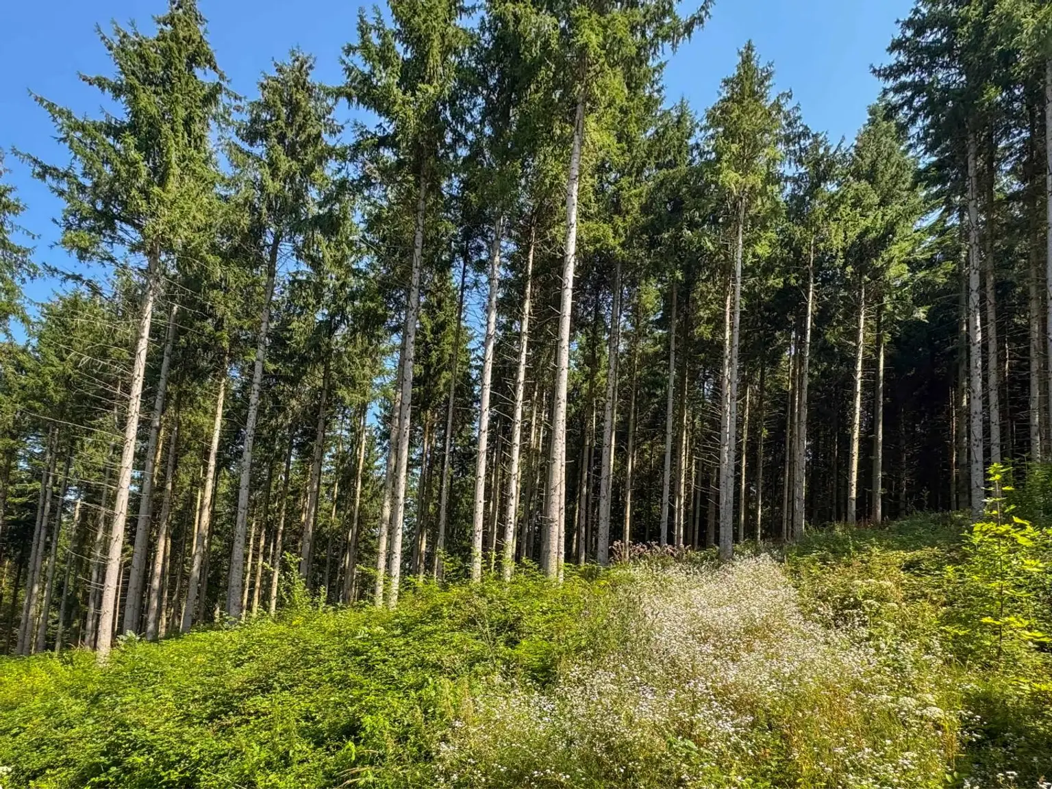 PERFEKTER HOBBY-WALD mit Arbeitshütte !