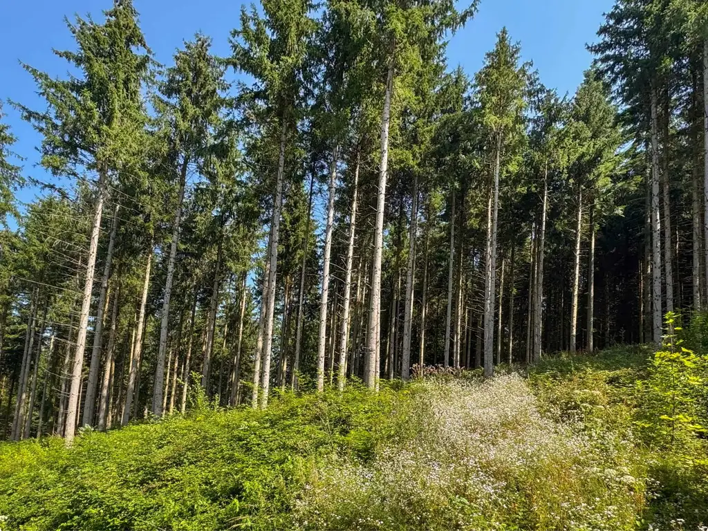 PERFEKTER HOBBY-WALD mit Arbeitshütte !