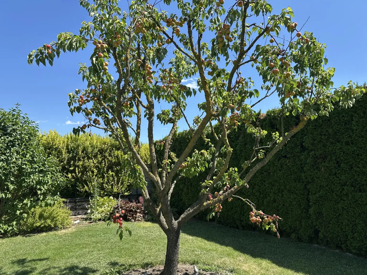 "Gepflegtes Einfamilienhaus mit Garten-Oase"