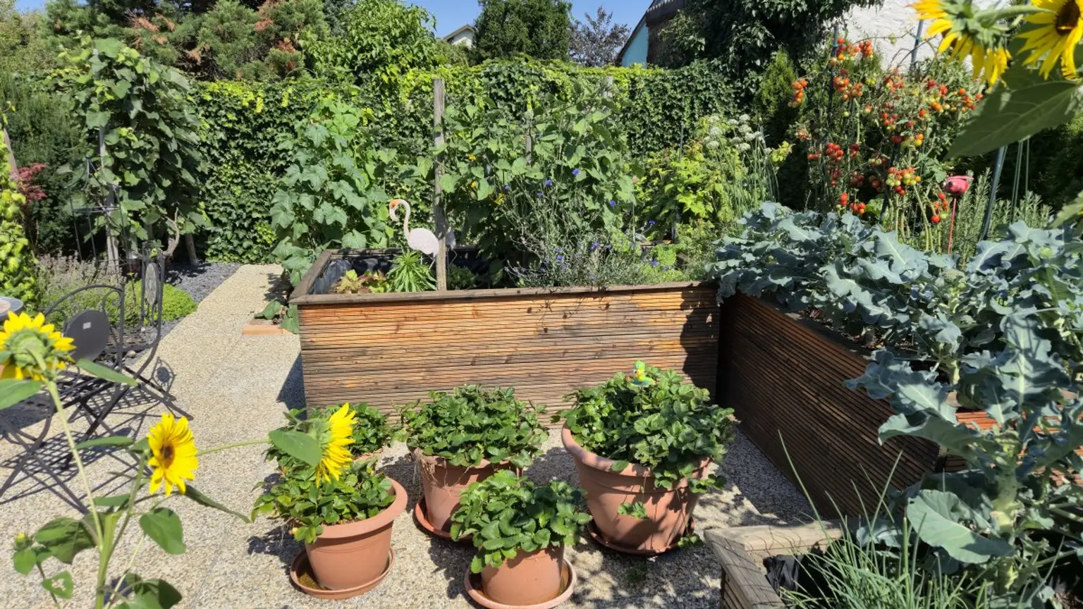 Gemüsegarten unbedin