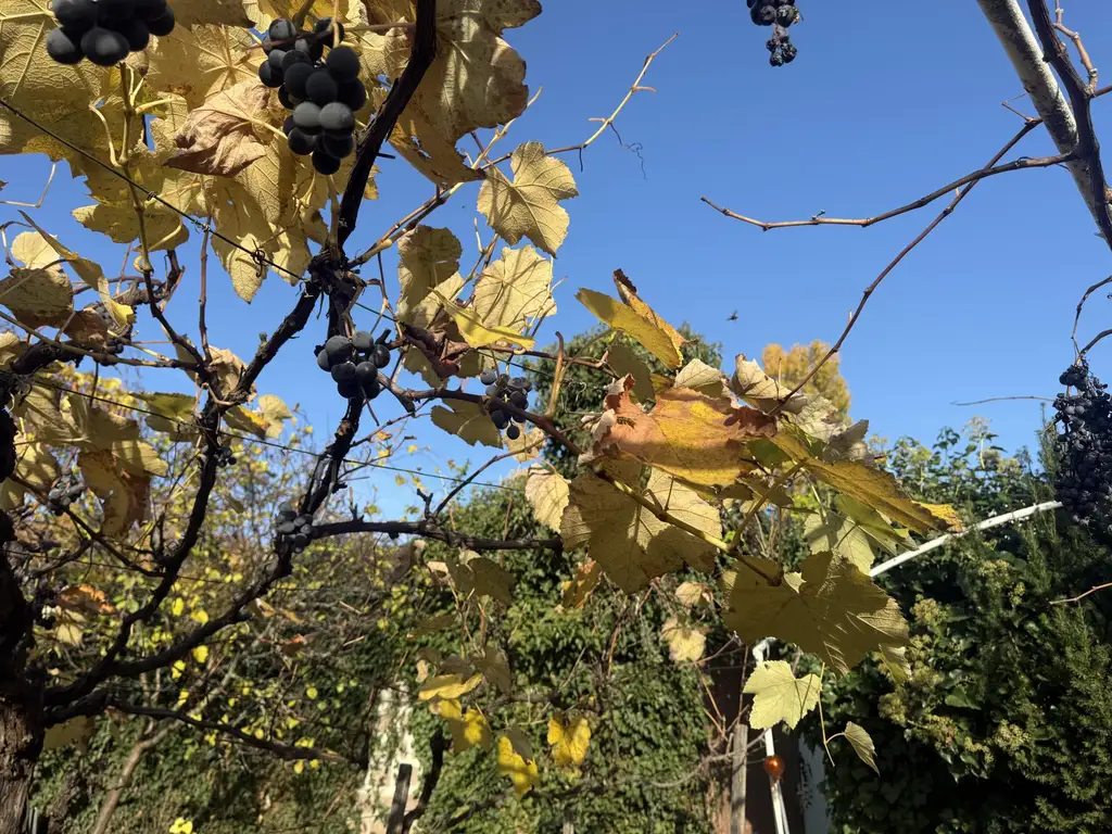 Zwischen Weinreben und Wellen-  Ein Haus mit Geschichte