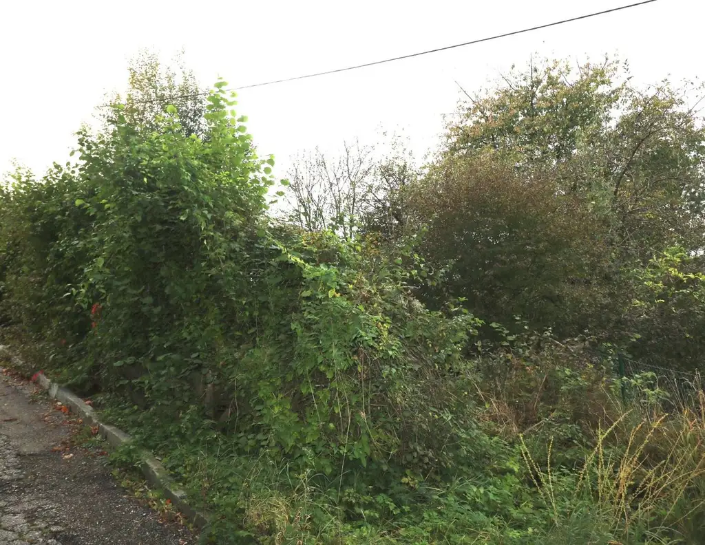 Baugrundstück in ruhiger Lage in Wolfern - kein Bauzwang, kein Bebauungsplan