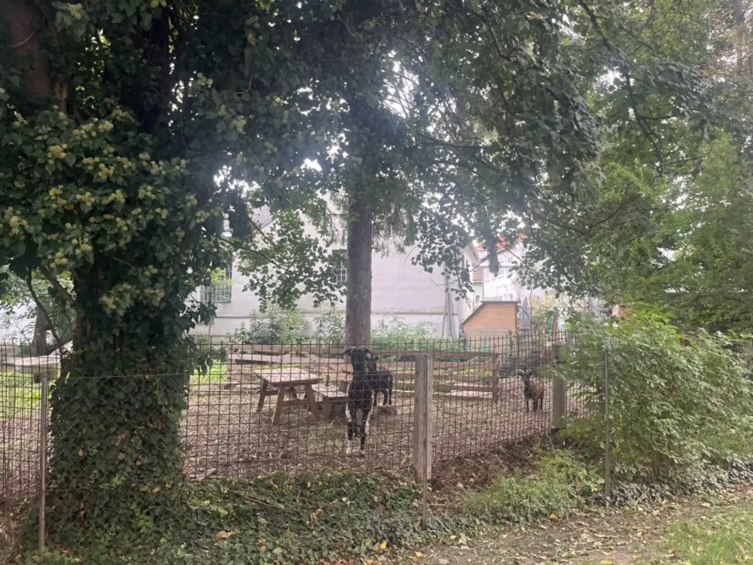 Baden - Eigentumswohnung in Toplage - sanierungsbedürftig