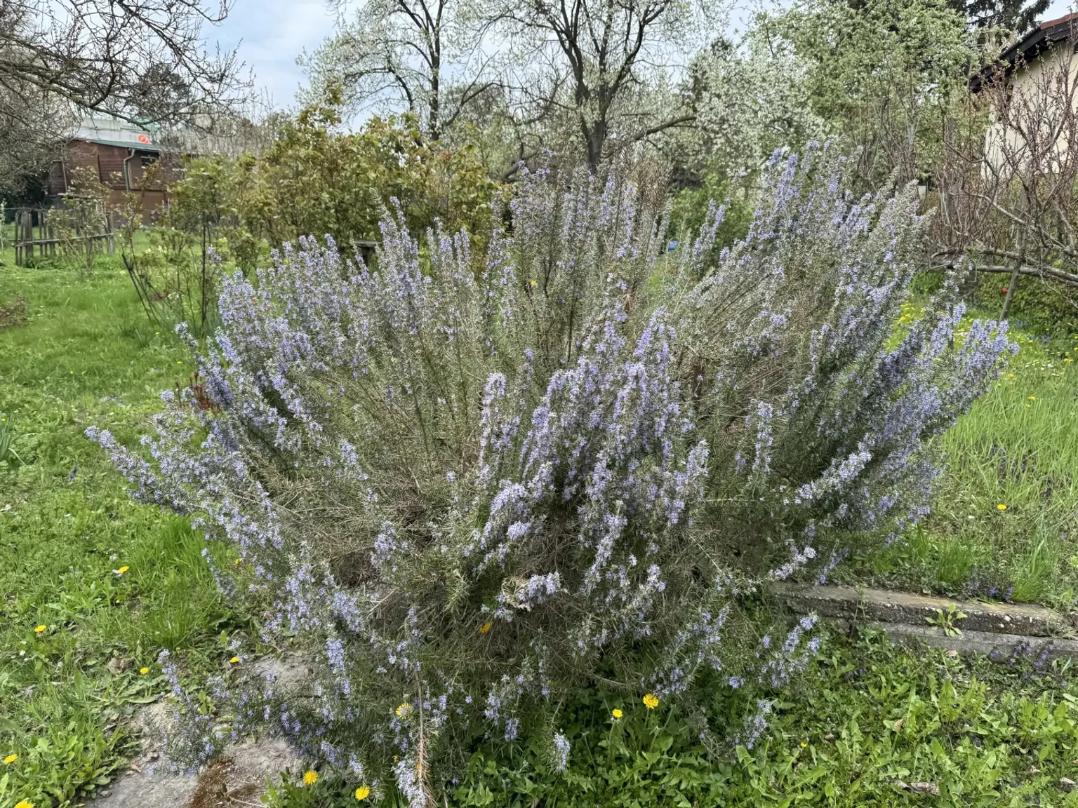 05. Kleingartengrundstück 2100 Korneuburg