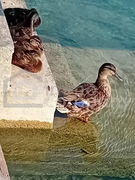 Willkommen in Ihrem neuen Zuhause auf einer malerischen Seeliegenschaft in 3452 Trasdorf Niederösterreich