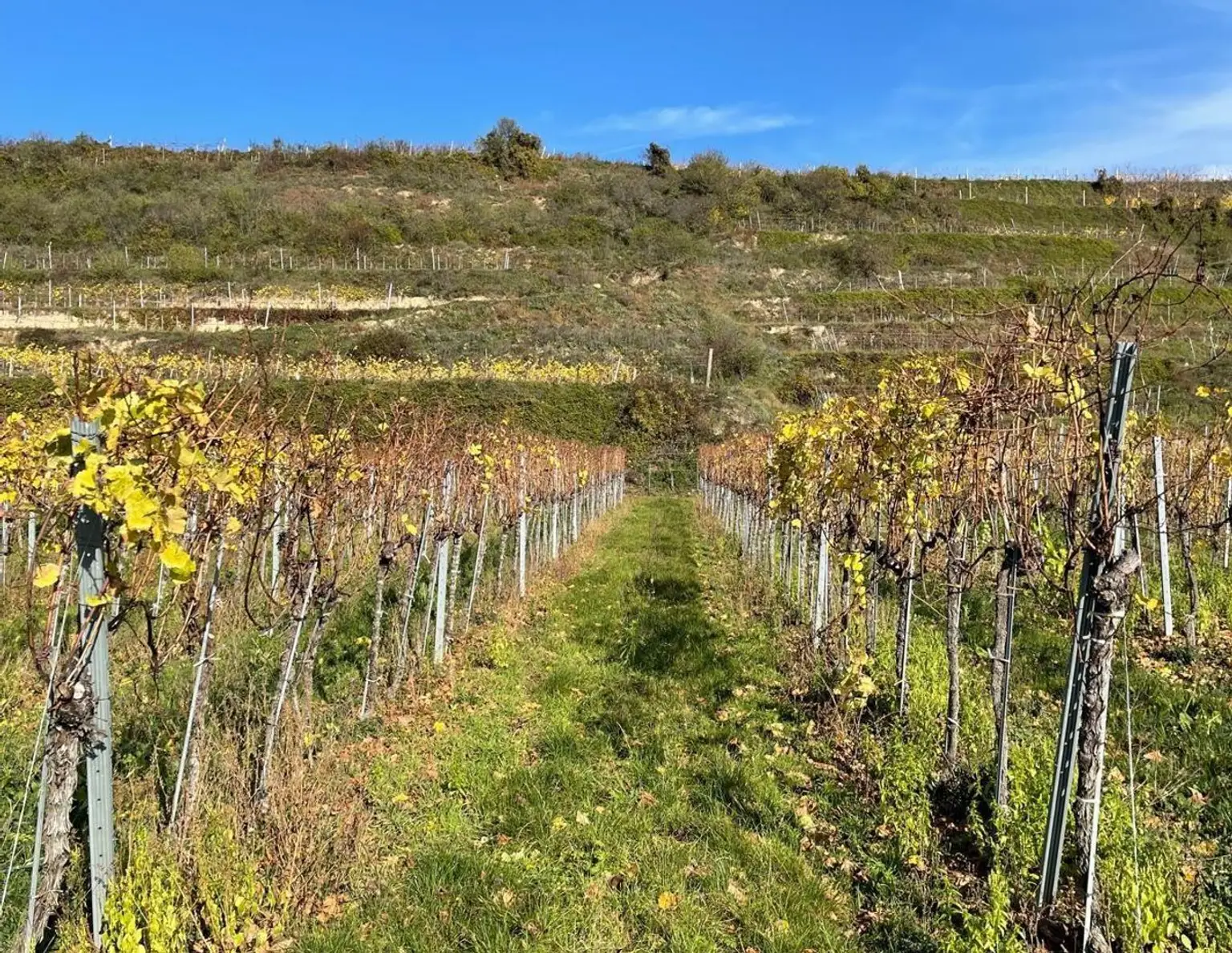 WEINGARTEN IN AUSSICHTSLAGE - WEINGARTEN, LANDWIRTSCHAFTLICHE FLÄCHEN - KEIN BAUGRUNDSTÜCK!