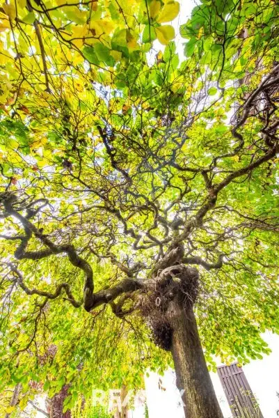 Uriger Baum - der Blickfang im Garten