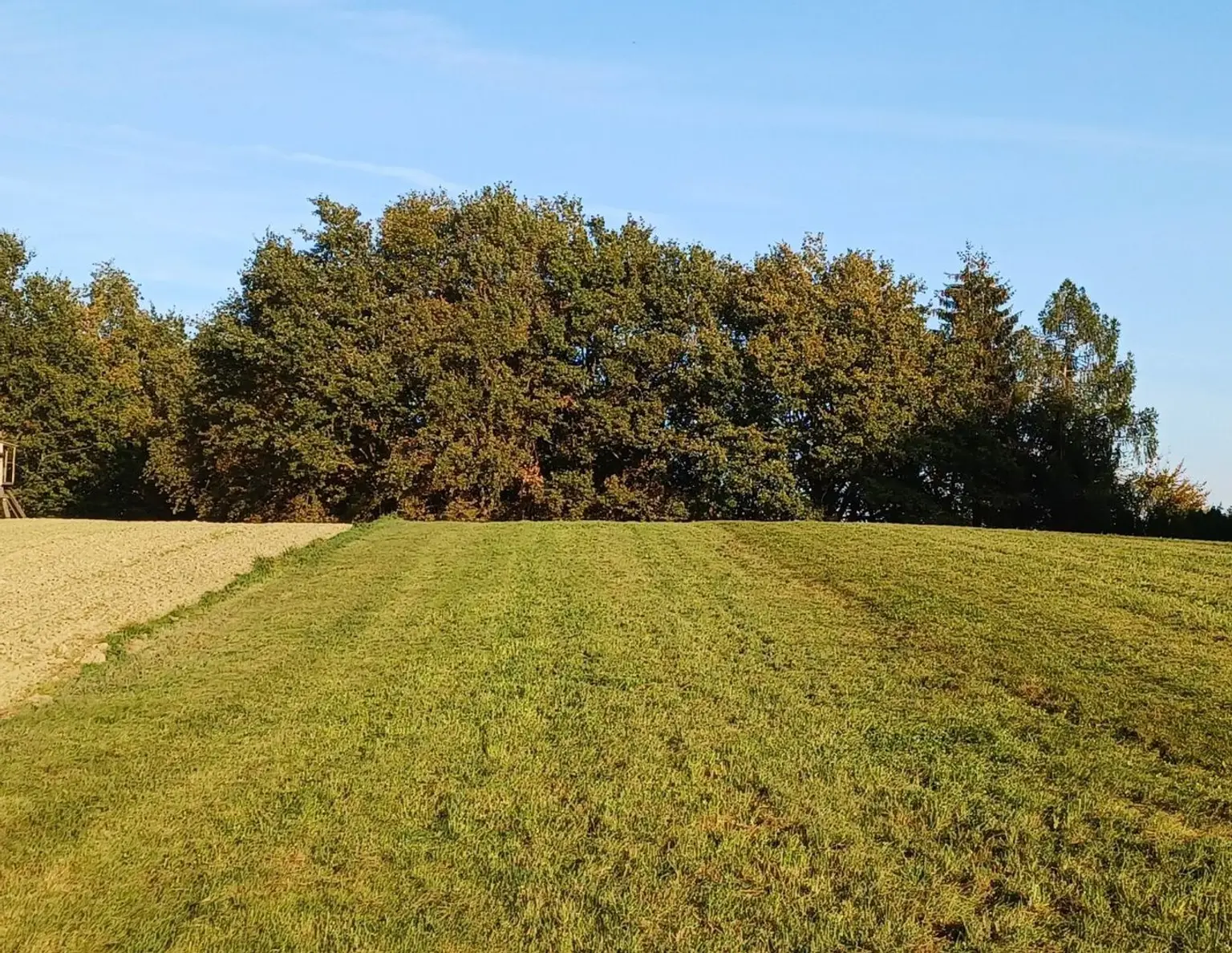 Landwirtschaftlicher Nutzgrund, Wiese und Wald