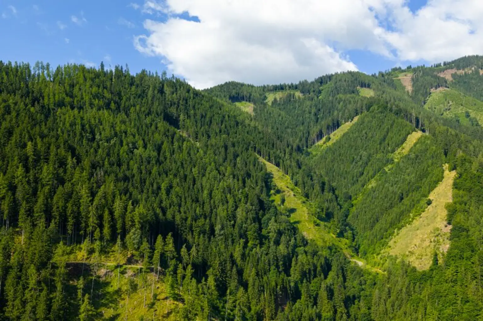 123 ha Eigenjagd mit hohem Altholzbestand