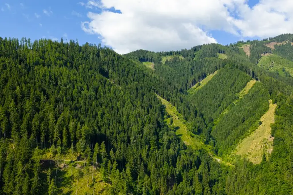 123 ha Eigenjagd mit hohem Altholzbestand
