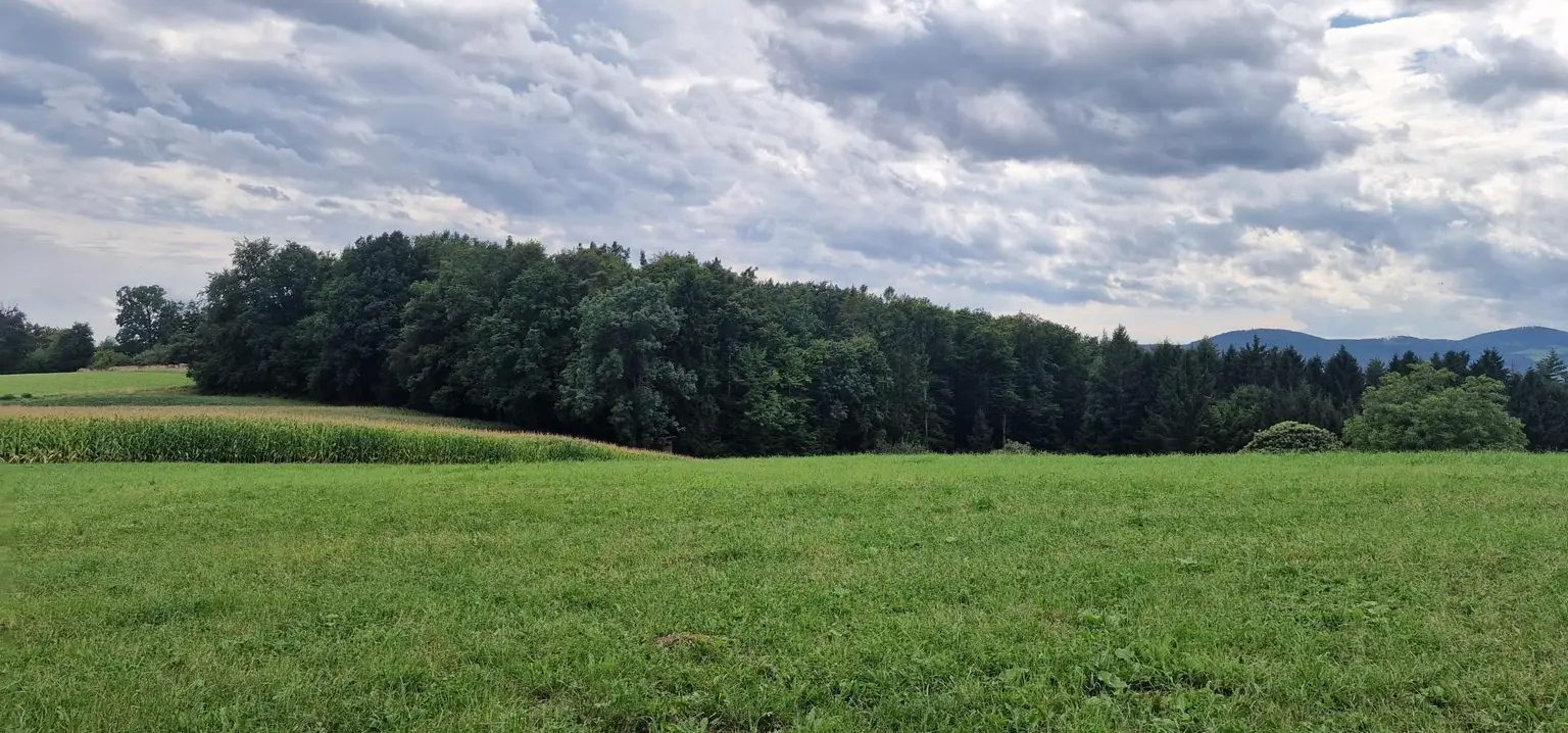 Sicht zum Wald