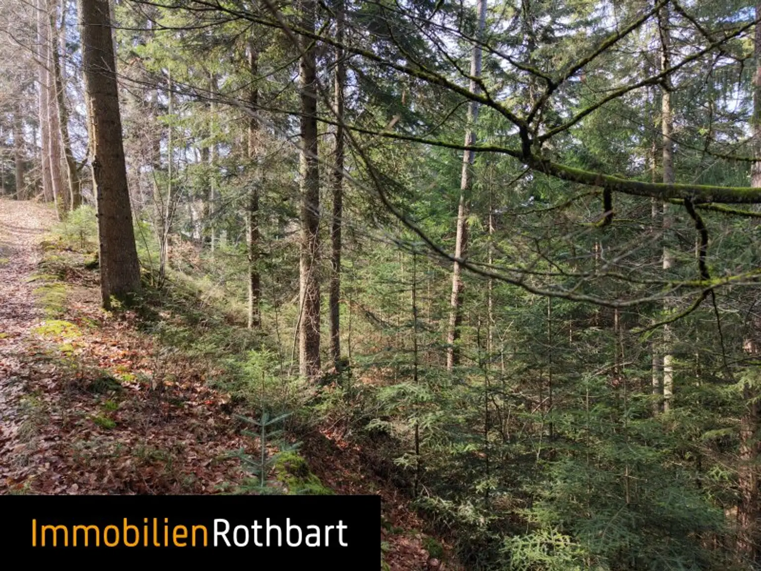 Wald mit Wiese und Zinshaus!