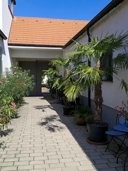 Innenhof Palmen