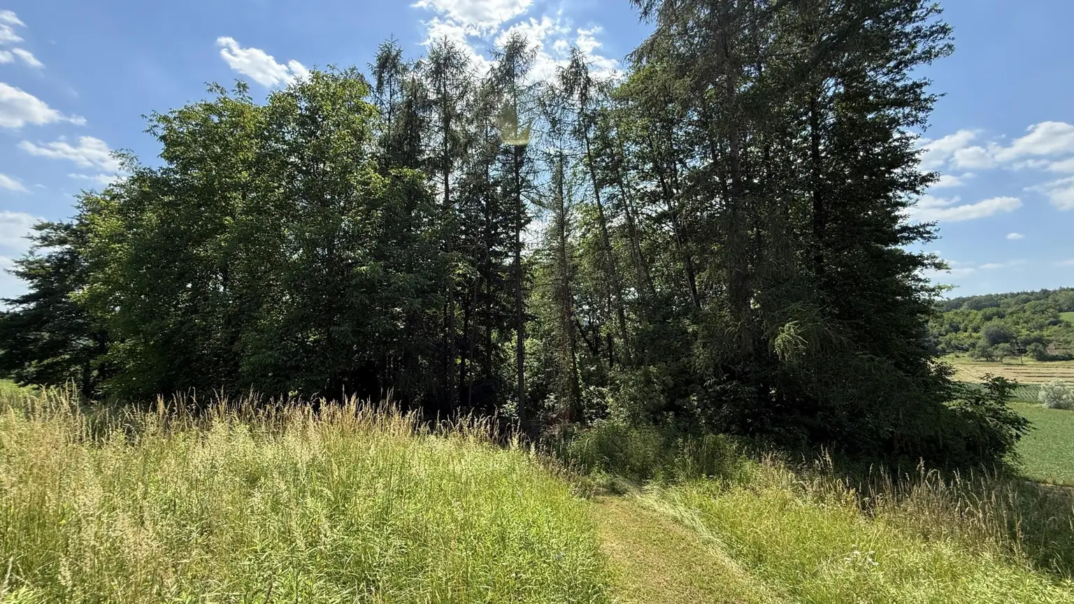 Wald